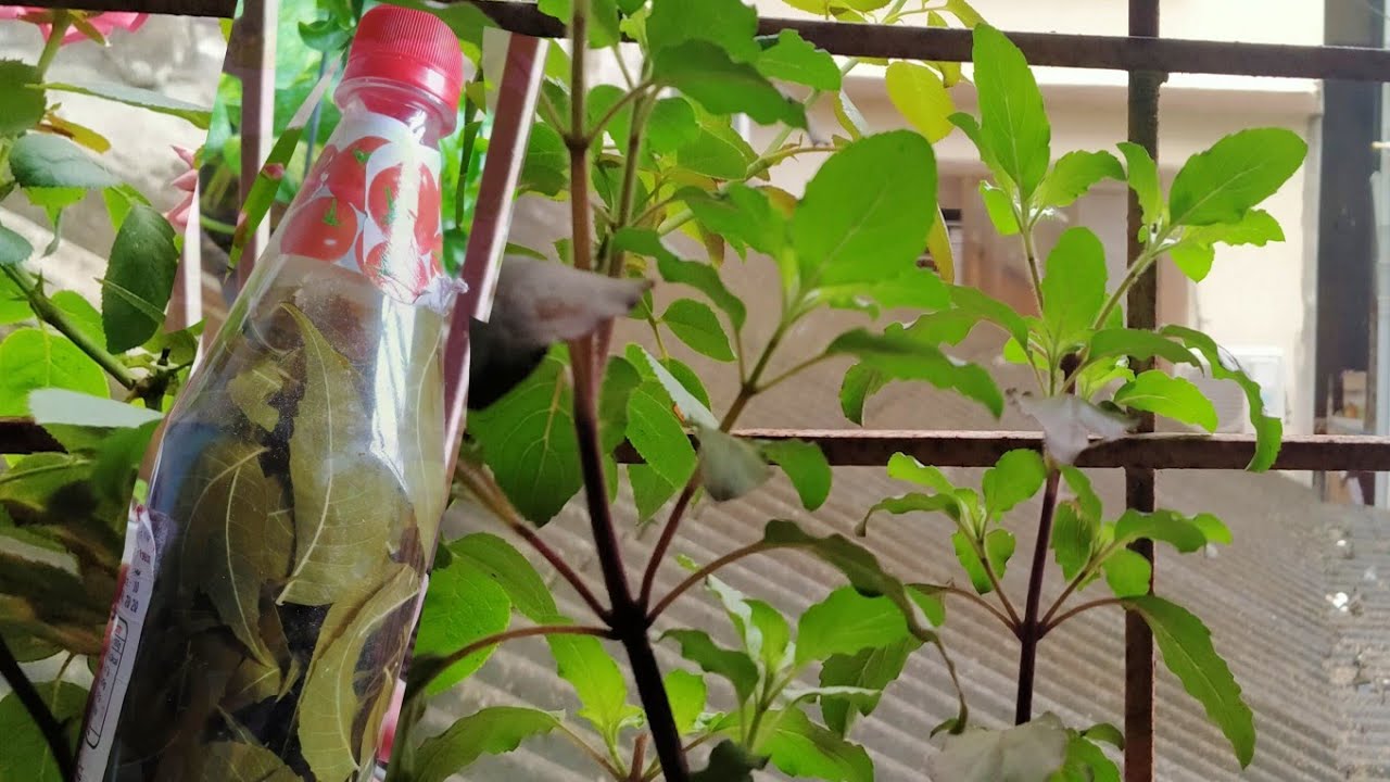 How to grow tulsi plant Tips for healthy tulsi plant YouTube
