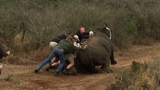 Gergadan.rhino.носорог