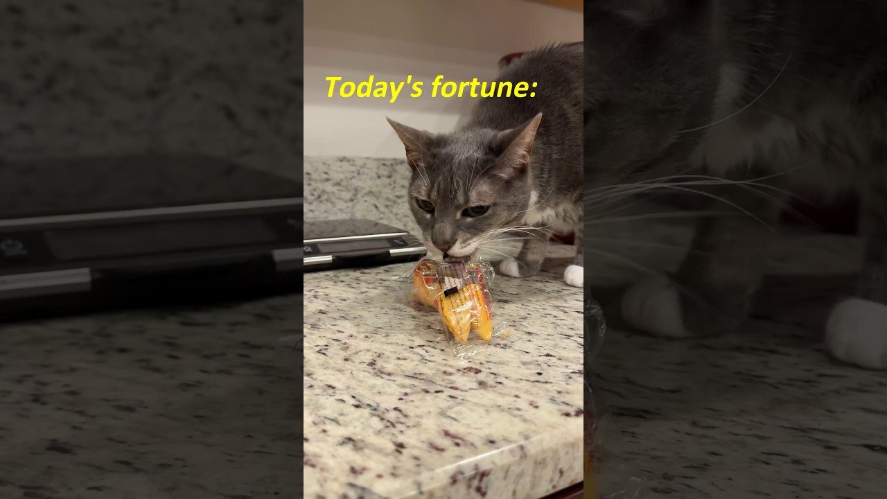a cat’s fortune cookie 