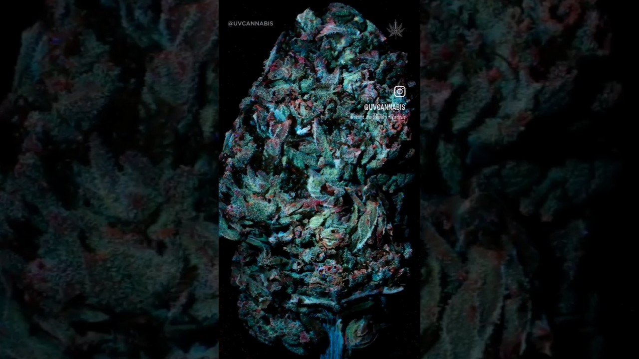 I don't know if you knew this but Cannabis changes color under black light!