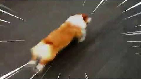 VERY fast corgo running at incredible hihg speed (corgi is running in the 90s)