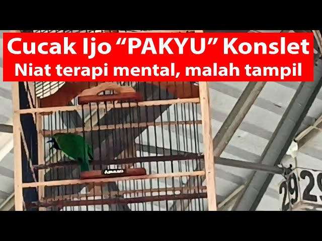 Cucak Ijo Pakyu Konslet class=