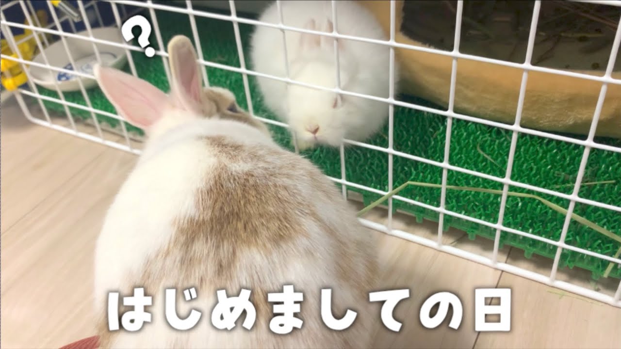 はじめまして 先住うさぎと初対面した 新入りうさぎの反応がかわいいｗｗｗ Youtube
