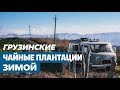 В Тбилиси все спокойно. Чайные плантации зимой.