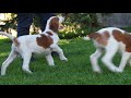 irish red and white setter puppies の動画、YouTube動画。