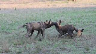 African Wild Dogs, Gorongosa NP,  Mozambique