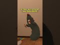os ratos tudo louco #pãodequeijo #vtuber #vrchat #memes #pão #anime #fypシ゚viral