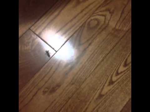 Bug Crushing Video