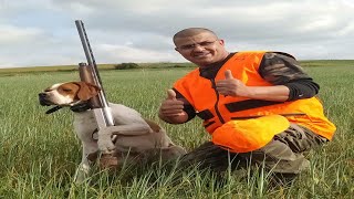 Chien Pointer Anglais d'élevage Meknes, Chasse et Arrêt au caille