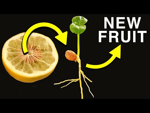 Breeding and Growing Citrus from Seed to Overcome a Deadly Disease