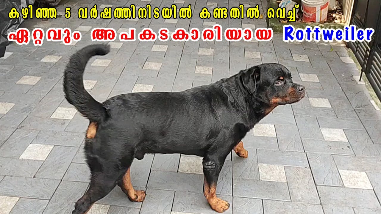 😳 ഇതുവരെ കണ്ടതിൽ ഏറ്റവും അപകടകാരിയായ Rottweiler 🥵 : Most dangerous Rottweiler in my career