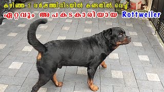 ഇതുവരെ കണ്ടതിൽ ഏറ്റവും അപകടകാരിയായ Rottweiler  : Most dangerous Rottweiler in my career