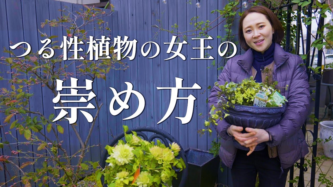 Introducing Clematis ♪ [Recommended varieties and care methods