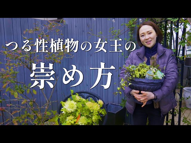 Introducing Clematis ♪ [Recommended varieties and care methods