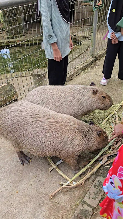 G2G Animal Garden || MAEPS Serdang #g2ganimalgarden #pettingzoo #animals #samsungs23ultra