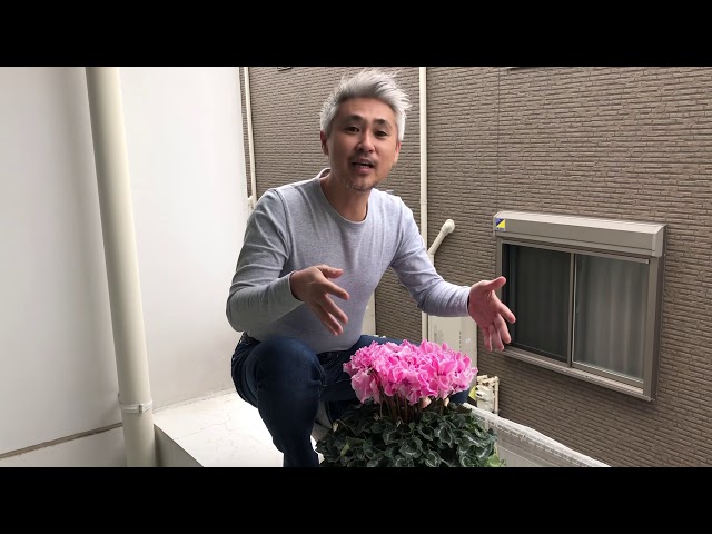 Techniques for making cyclamen bloom abundantly How to remove
