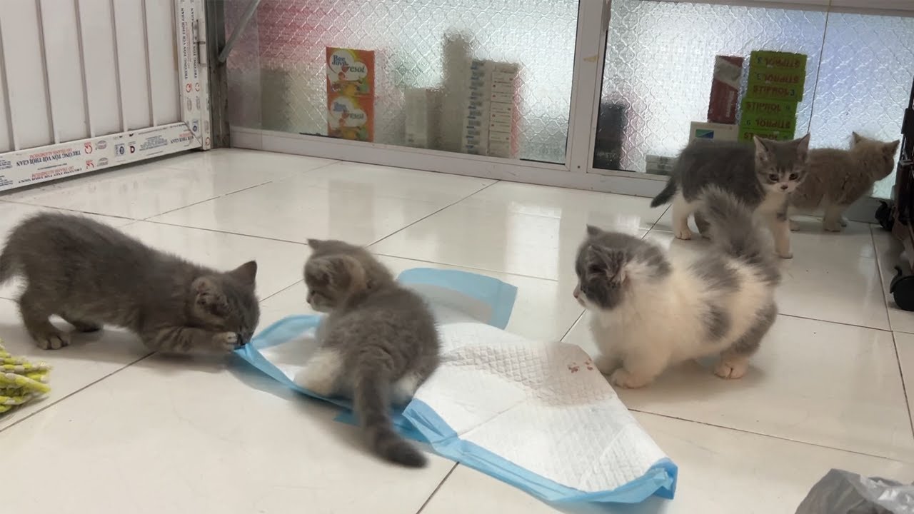 Kittens run around and play together. - YouTube
