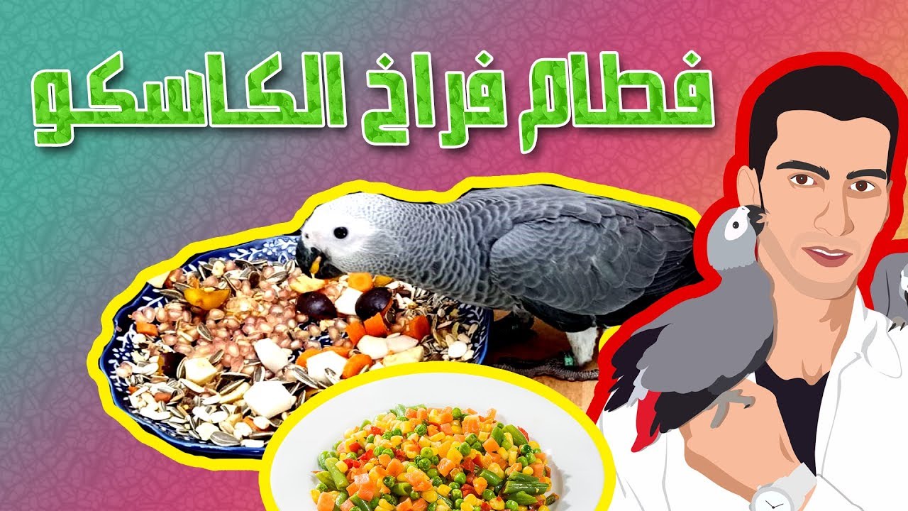 (10)هنا كل ما تحتاجه لفطام فراخ ببغاء الكاسكو وتجهيزها للأكل كالكبار