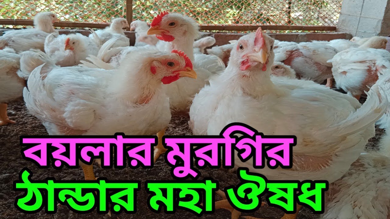 বয়লার মুরগির ঠান্ডার মহা ঔষধ | ১০০% গ্যারান্টি যত বড়ই ঠান্ডা হোক এই ঔষধ খাওয়ালে ঠান্ডা শেরে যাবে 