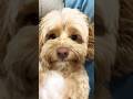 Santa Keeps Kidnapping Me!! #dog #cute #shorts #viral #funny #cutedog