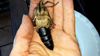 Hawk Moth Hatching from Pupa - UNEDITED HORROR VERSION!