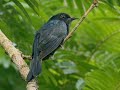 Square-tailed Drongo Cuckoo call || Suara Kedasi hitam, burung parasit || Birds of Bali