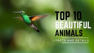 10 Most Beautiful Animals in the World | Geographic World