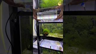 I Bred A Bunch Of Pea Puffers Using My Automatic Egg Catcher