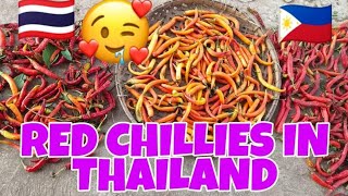 RED CHILLIES IN THAILAND@Thai-Fil daughter Eunice