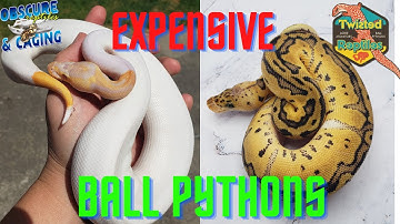 Why Some Ball Pythons are SO Expensive
