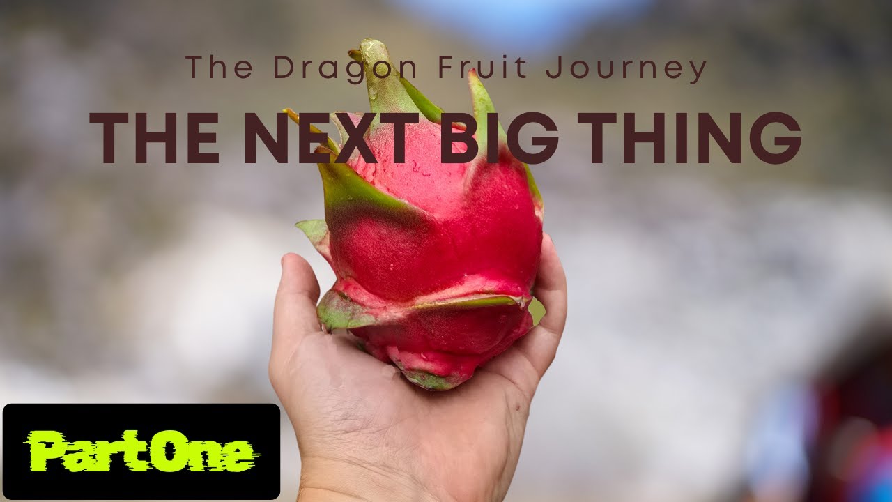 От семени до супергибрида: путешествие к питахайе начинается! Часть 1