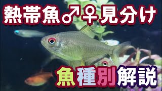 【熱帯魚/アクアリウム】魚種別/オスメスの見分け方について飼育中の熱帯魚を調べてみた。ランプアイ、テトラ3種、オトシンクルス、アカヒレその他。