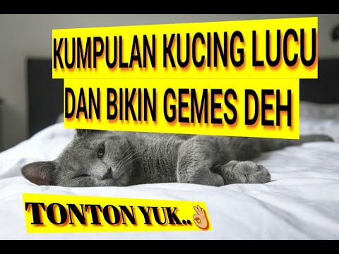 Kucing Imut, Lucu dan Bikin Gemes dehh.. - YouTube