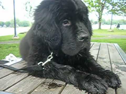 newfoundland puppies youtube