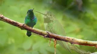 Musik yang lembut menenangkan sistem saraf dan menyenangkan jiwa - musik penyembuhan untuk jantung