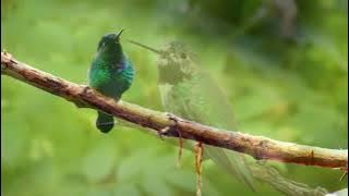 Musik yang lembut menenangkan sistem saraf dan menyenangkan jiwa - musik penyembuhan untuk jantung