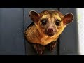 Couple Keep Mischievous Kinkajou As Pet | CUTE AS FLUFF