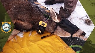 Wyoming Range Project - Mule Deer Research