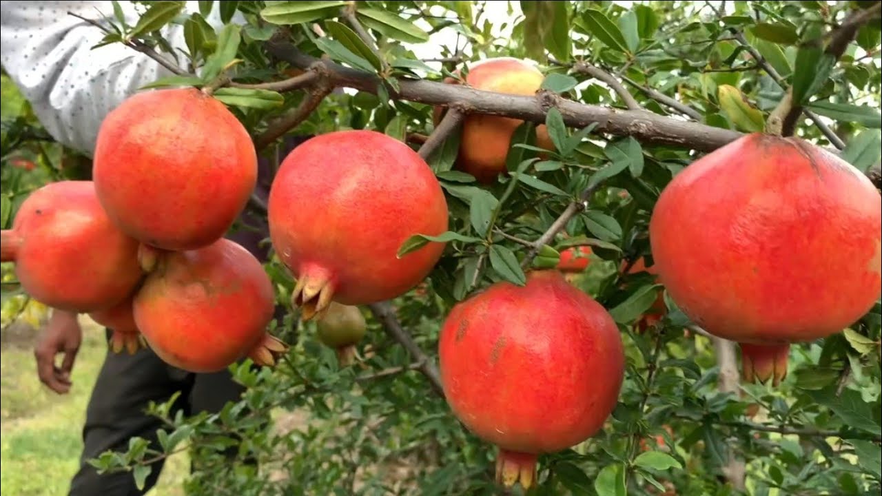 Soil charger tech.डाळिंब 500+ साईज💪भाव 115 रु प्रति किलो💰अवघड सोपे झाले हो जेव्हा SCTहाती आले हो👌