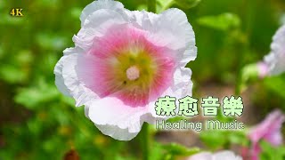 4K 放松身心的治愈旋律🎵告别烦恼与负面情绪，拥抱平和 | 清晨音樂 | 睡眠音樂 | 獨處音樂 | 輕音樂 | 放鬆音樂 | 鋼琴音樂 | 純音樂 | Light Music |