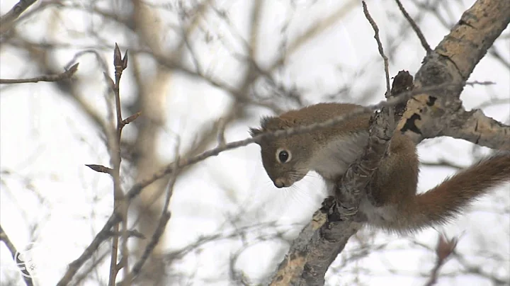 Wood Bison -- Elk Island National Park