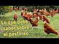 LO QUE  DEBE SABER SOBRE EL PASTOREO DE GALLINAS Y POLLOS. 🐓🐓🥚🥚🐔🌱🥬