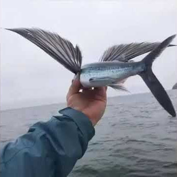 Ikan terbang indosiar