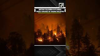 Flames engulf trees as wildfire rages near Summerland and Peachland in British Columbia