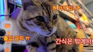 점장의 고민: 고양이에게 위험한 계절 여름 점장의 고민: 고양이에게 위험한 계절 여름