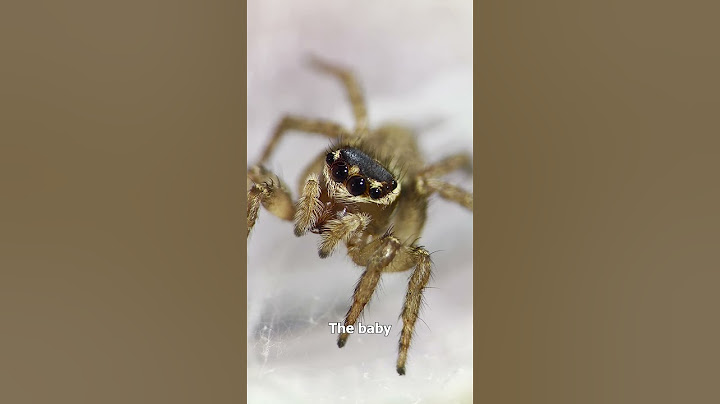 How does a baby jumping spider see the world?