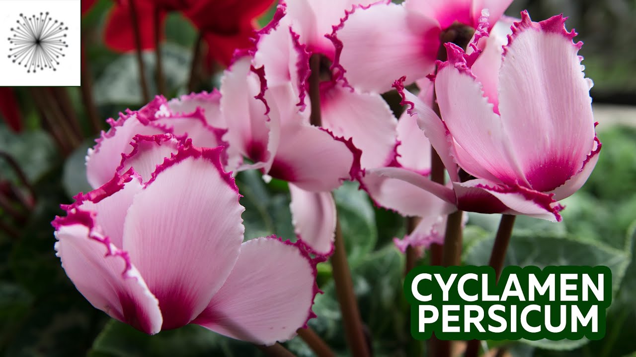 All about the orchid Cyclamen persicum - thptnganamst.edu.vn