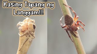 Gagamba Fight! Rainy Season EP 9: Parang Langgam ang katapangan!!!