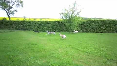 Italian Greyhound and Whippet wild play