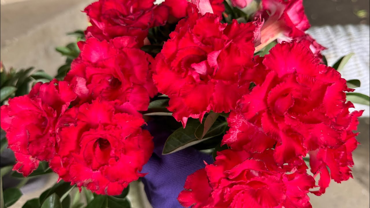 Hoa Sứ Sơn Thủy đang phát trực tiếp!